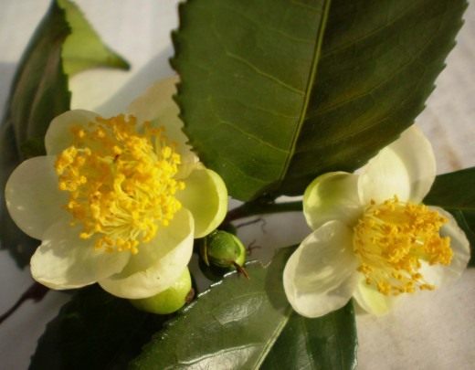 Чайный куст, цветы (Camellia sinensis flower) Цветущий чайный куст Camellia sinensis