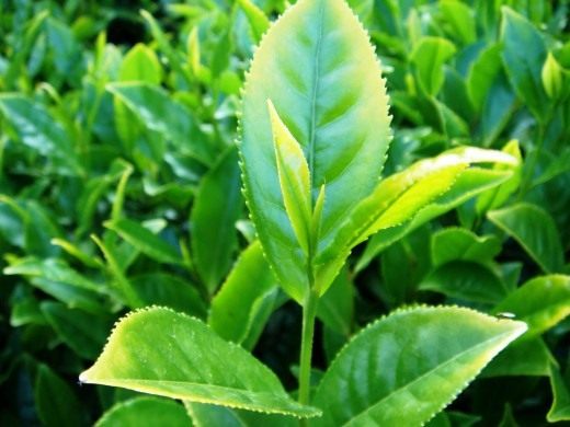 Чайный куст (Camellia sinensis) Внешний вид листьев и веток чайного куста