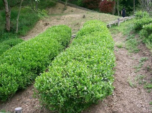 Чайный куст (Camellia sinensis) Листва чайного куста крупным планом