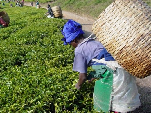 Сбор чайного листа на плантации (Tea plantation picking) Процесс механизированного сбора чайного листа
