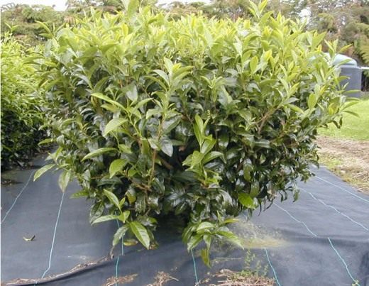 Чайный куст (Camellia sinensis) Формирование кроны чайного куста