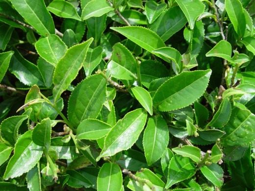 Чайный куст (Camellia sinensis) Здоровый чайный куст на плантации