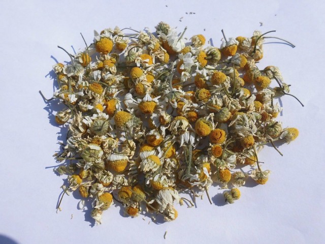 сбор соцветий ромашки аптечной сбор и хранение