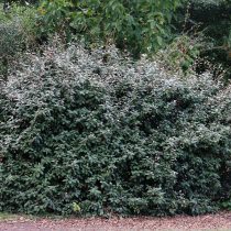 Лох колючий (Elaeagnus pungens)