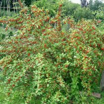 Лох многоцветковый (Elaeagnus multiflora)