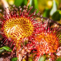 Круглолистная росянка (Drosera rotundifolia) Круглолистная росянка в естественной среде