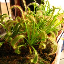 Росянка капская (Drosera capensis) Росянка капская в горшке