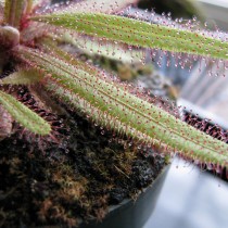 Росянка Адель (Drosera adelae) Росянка Адель с тонкими листьями