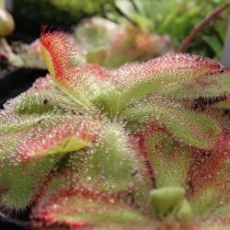 Росянка клинолистная (Drosera cuneifolia) Росянка клинолистная в миниатюрной розетке