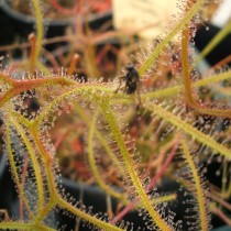 Росянка двойная (Drosera binata) Характерные раздвоенные листья росянки двойной