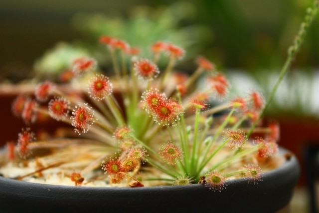 Росянка парадокса (Drosera paradoxa) Росянка парадокса с необычной формой розетки