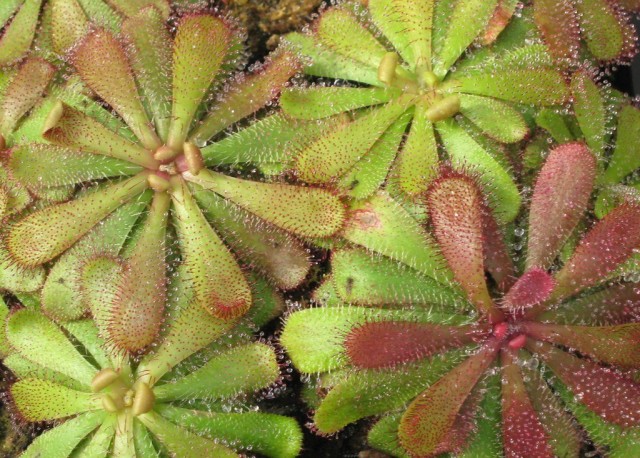 Росянка Хэмильтона (Drosera hamiltonii) Росянка Хэмильтона в стадии цветения