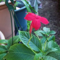 Руэллия формозская (Ruellia elegans) Руэллия формозская