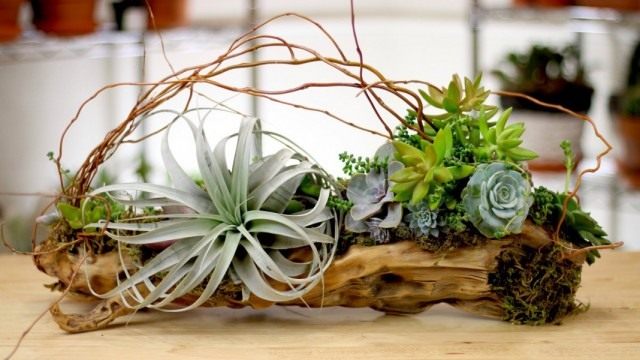 Как сделать рутарий из коряг и комнатных растений своими руками