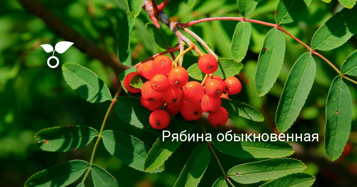 Рябина обыкновенная: правила посадки и ухода для получения богатого урожая