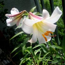Лилия королевская (Lilium regalum) Сорта лилии королевской для дома
