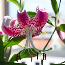 Лилия прекрасная (Lilium speciosum) Лилия прекрасная в горшке