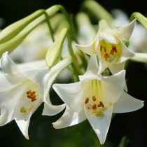 Лилия длинноцветковая (Lilium longiflorum) Лилия длинноцветковая для подоконника