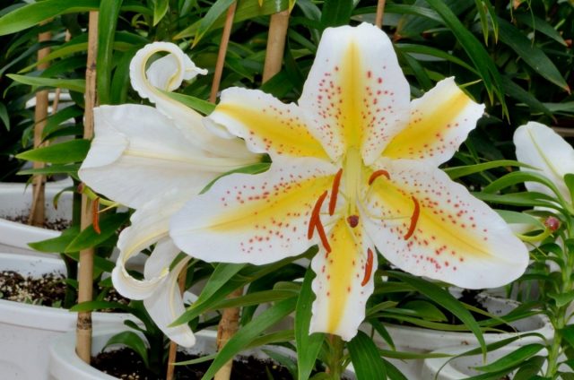 Лилия золотистая (Lilium auratum) Посадка лилии золотистой в контейнер