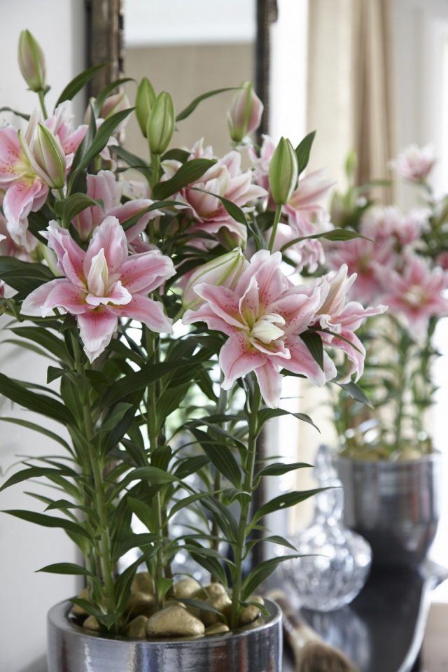 Восточная лилия (Lilium Oriental) Восточная лилия в период вегетации