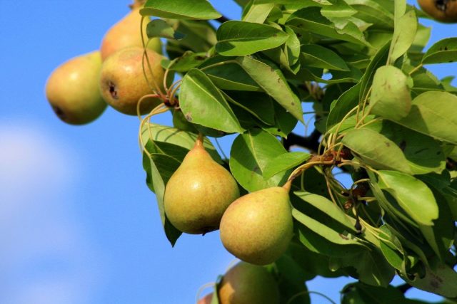Уссурийская груша как самая морозостойкая культура для сурового климата