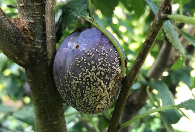 Бурая гниль сливы (вызывает грибок Monolinia spp.)