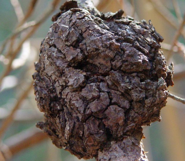 Корончатый галл на сливе (вызывается бактерией Agrobacterium tumefaciens)