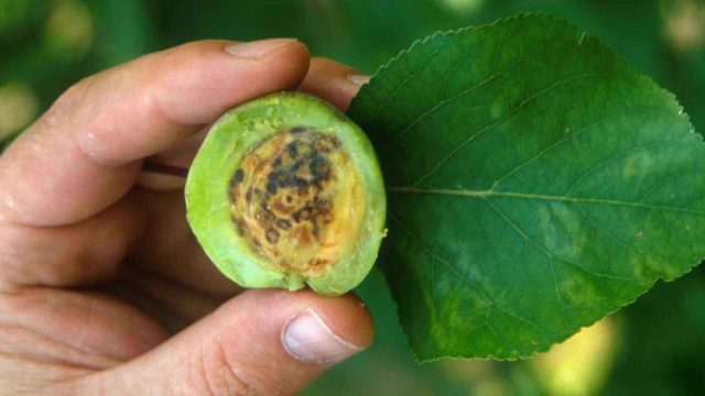 Вирус оспы сливы, или шарка (Plum pox virus, PPV)