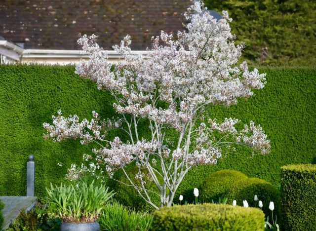 Ирга (Amelanchier) не требовательно к условиям произрастания. Не нуждается в сложном уходе, редко поражается болезнями и вредителями, выносит морозы до минус 30-35 °C. Куст ирги с ягодами