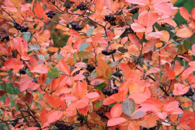 Черноплодная рябина (Sorbaronia × fallax или Aronia mitschurinii) представляет собой кустарник, высотой до 3-3,5 м, сначала с компактной, а по мере взросления с раскидистой кроной. Гроздья черноплодной рябины