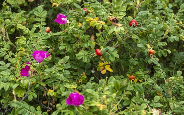 Представители рода шиповник, или роза (Rosa) являются предками культурных сортов роз. Плоды шиповника