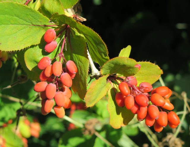А между тем барбарисы (Berberis), это морозостойкое, неприхотливое растение с хорошим иммунитетом. Ветви барбариса
