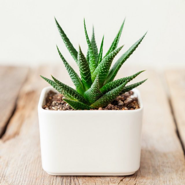 Хавортия (Haworthia) Розетка хавортии с характерным узором на листьях