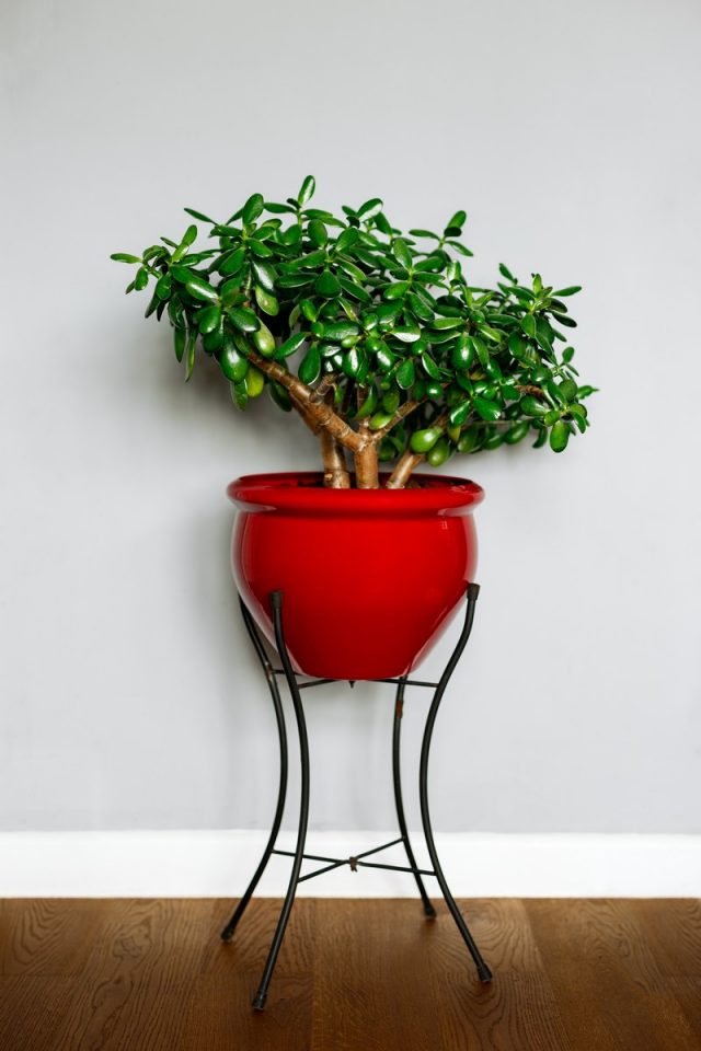 Толстянка овальная (Crassula ovata) Взрослая толстянка в интерьере