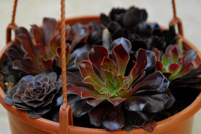 Эониум древовидный (Aeonium arboreum) Эониум древовидный с пурпурными листьями