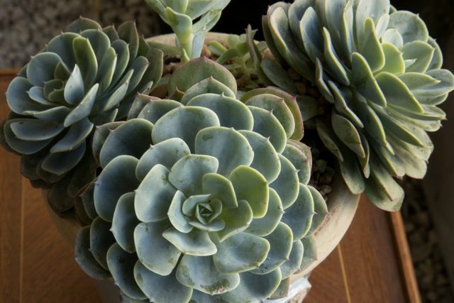 Эхеверия (Echeveria) Эхеверия в горшке