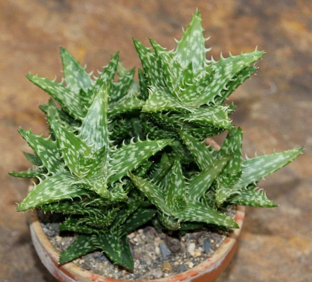 Алоэ ювенильное (Aloe juvenna) Алоэ ювенильное крупным планом