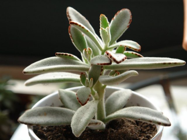Каланхое войлочное (Kalanchoe tomentosa) Каланхое войлочное с бархатистыми листьями