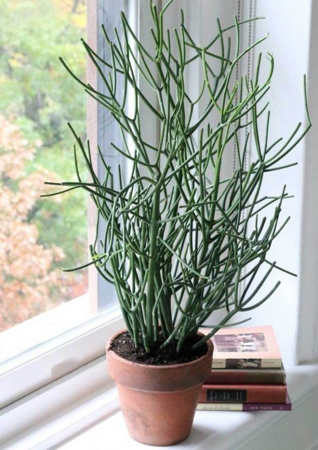 Молочай тирукалли (Euphorbia tirucalli) Молочай тирукалли (карандашное дерево)