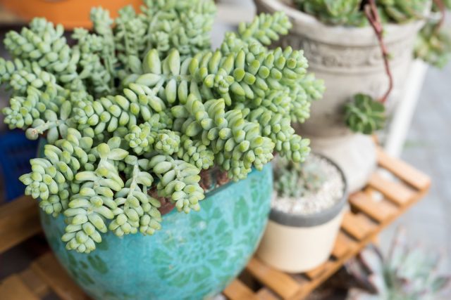 Седум (Sedum) Седум в подвесном кашпо