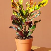 Кодиеум пестрый (Codiaeum variegatum), сорт 'Mammie' ('Mammy') Кодиеум пестрый сорт Mammie