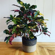 Кодиеум пестрый (Codiaeum variegatum), сорт 'Magnificent' Кодиеум пестрый сорт Magnificent