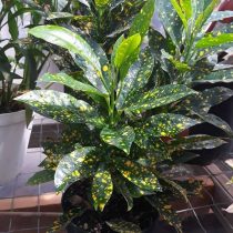 Кодиеум пестрый (Codiaeum variegatum), сорт 'Gold Dust' Кодиеум пестрый сорт Gold Dust