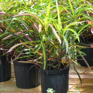 Кодиеум пестрый (Codiaeum variegatum), сорт 'Zanzibar' Кодиеум пестрый сорт Zanzibar