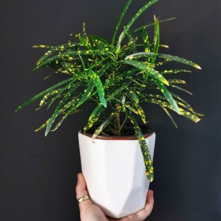 Кодиеум пестрый (Codiaeum variegatum), сорт 'Eleanor Roosevelt' Кодиеум пестрый сорт Eleanor Roosevelt