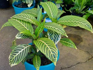 Санхезия благородная (Sanchezia nobilis) Санчезия благородная с характерными желтыми прожилками