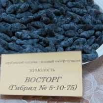 Жимолость «Восторг» Жимолость «Восторг
