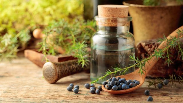 Различия между съедобными и ядовитыми видами можжевельника