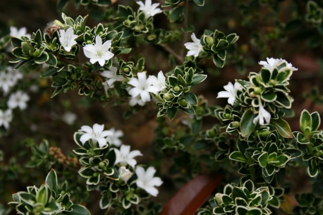 Серисса японская (Serissa japonica) Серисса японская (Serissa japonica)