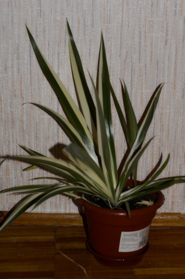 Неомарика пестрая (Neomarica variegata) Неомарика пестрая с выраженным рисунком на листьях